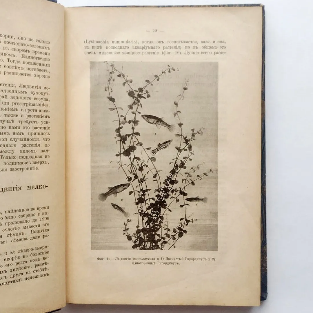 Золотницкий Н.Ф. Новые аквариумные рыбы и растения (1910)
