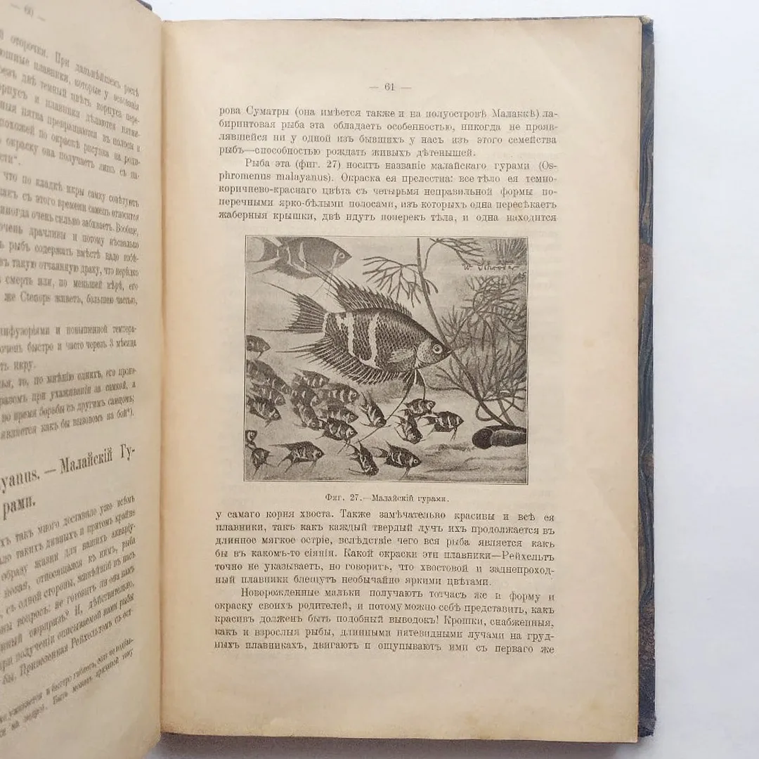 Золотницкий Н.Ф. Новые аквариумные рыбы и растения (1910)